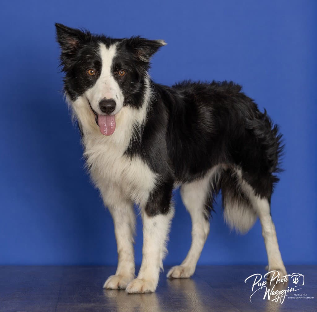 Mr Pickles - Border Collie