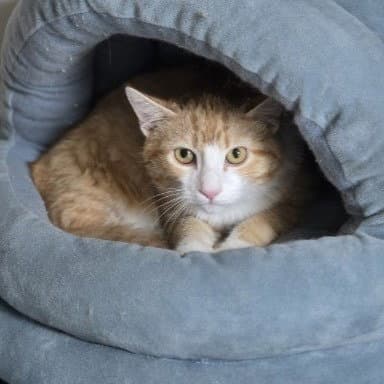 Bob - Domestic Short Hair