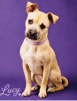 Lucy Lou image 1
