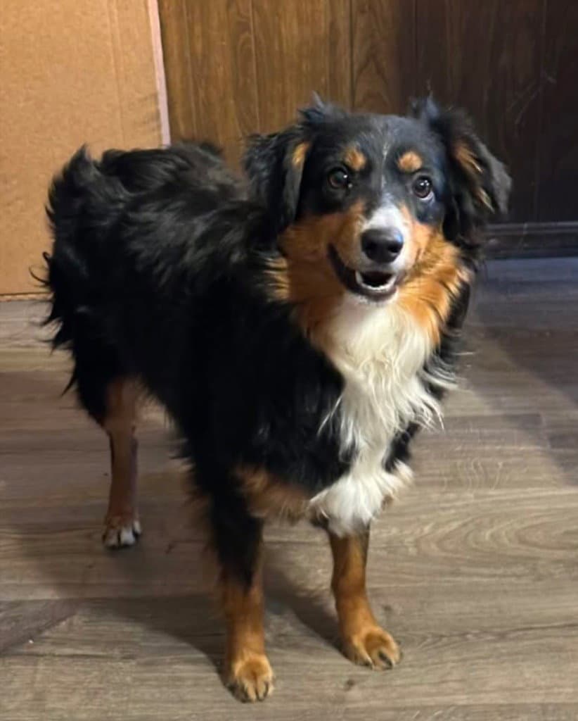 Honey Bee - Australian Shepherd