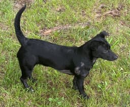 Pepper image 1