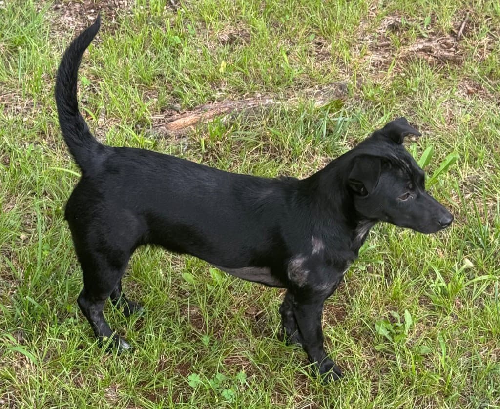 Pepper - Dachshund