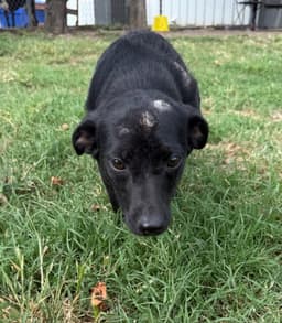 Pepper image 2