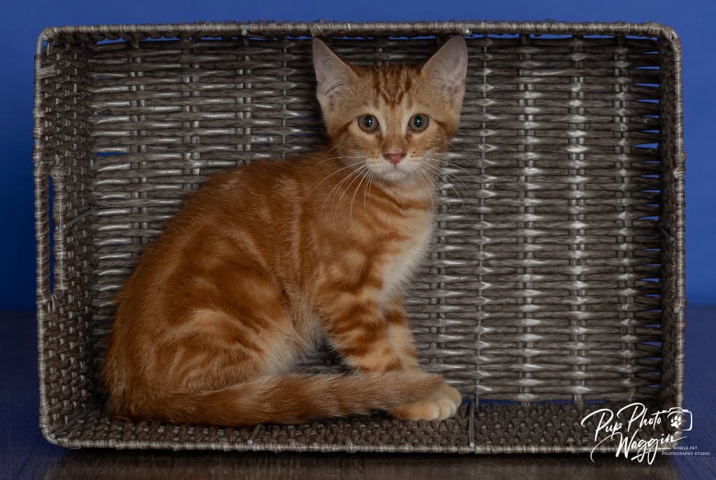 Dr Leonardo - Domestic Short Hair
