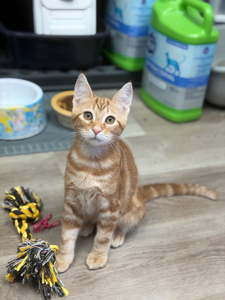 Dr Leonardo - Domestic Short Hair