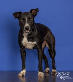 Lila image 1