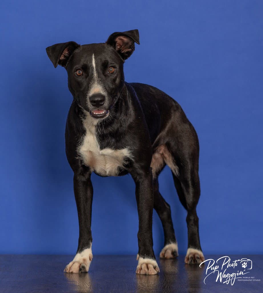 Lila - Labrador Retriever