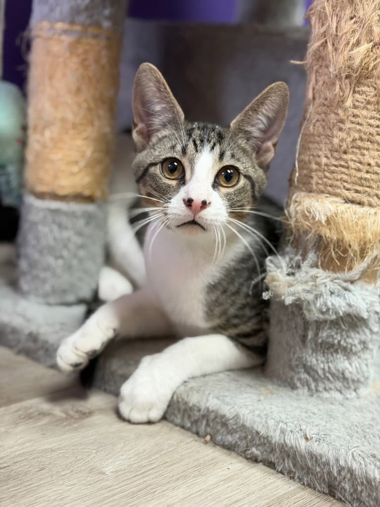 Miles Finch - Domestic Short Hair