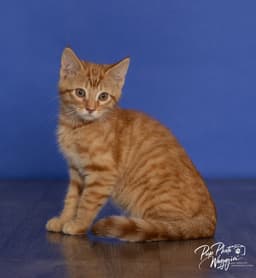 Ming Ming image 1