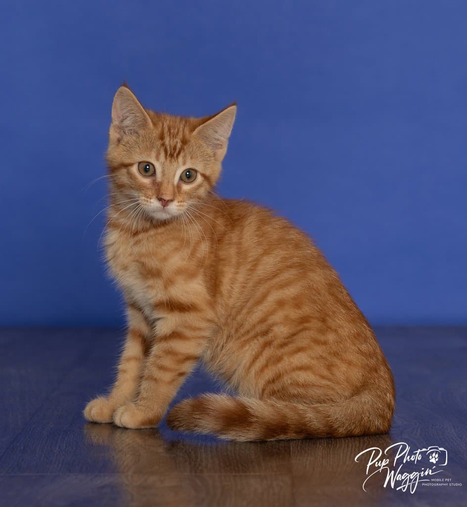 Ming Ming - Domestic Short Hair
