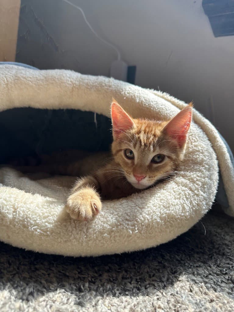 Ming Ming - Domestic Short Hair