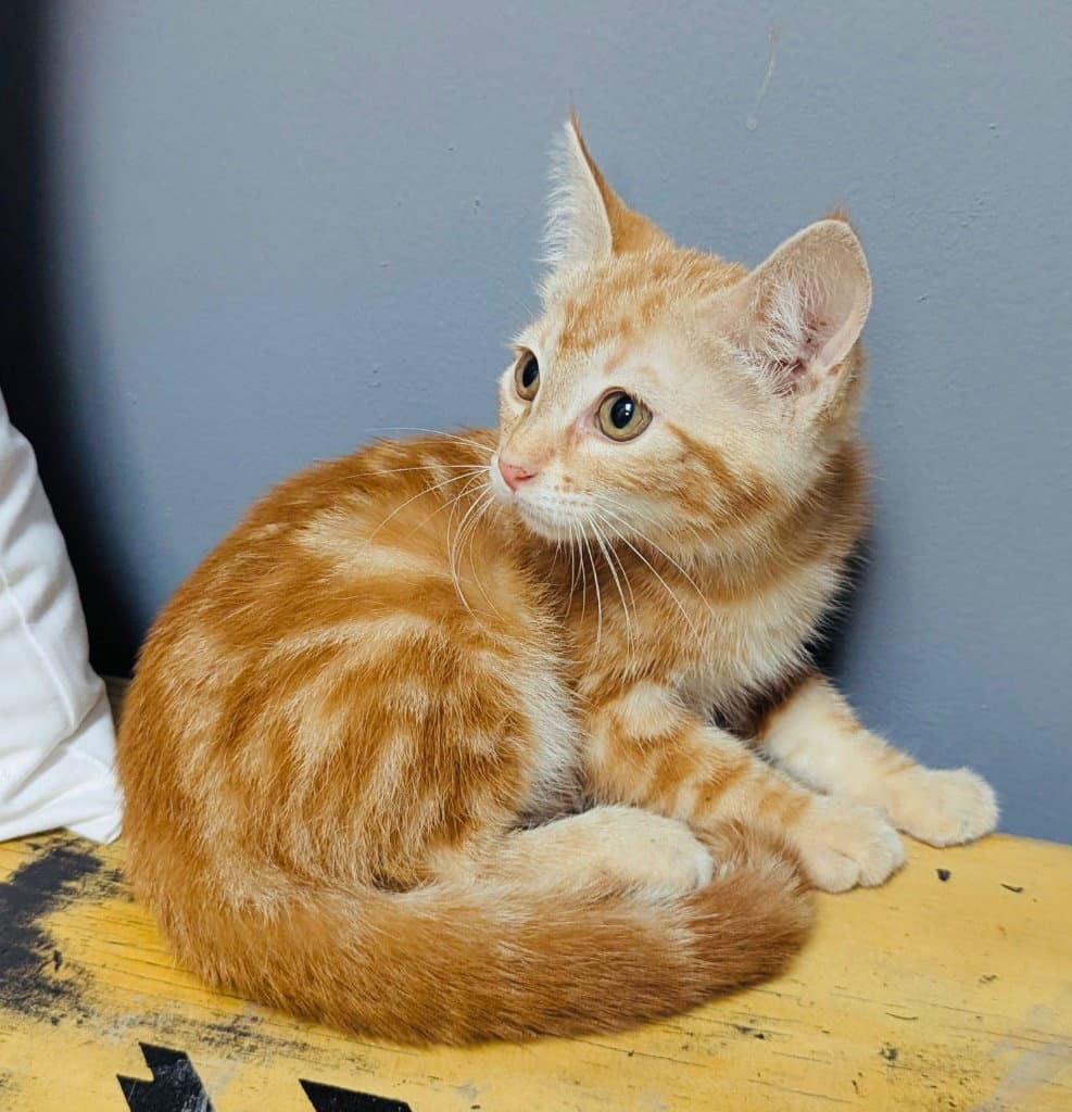 Walter - Domestic Short Hair