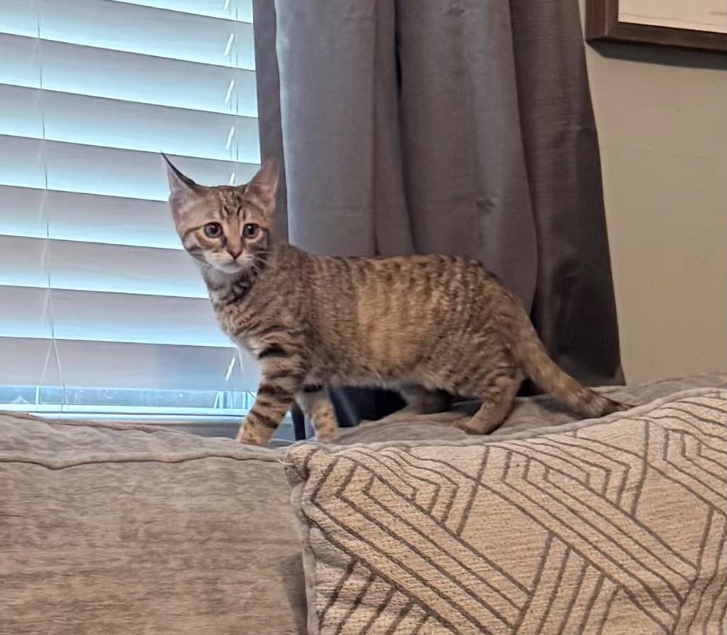 Brienne - Domestic Short Hair