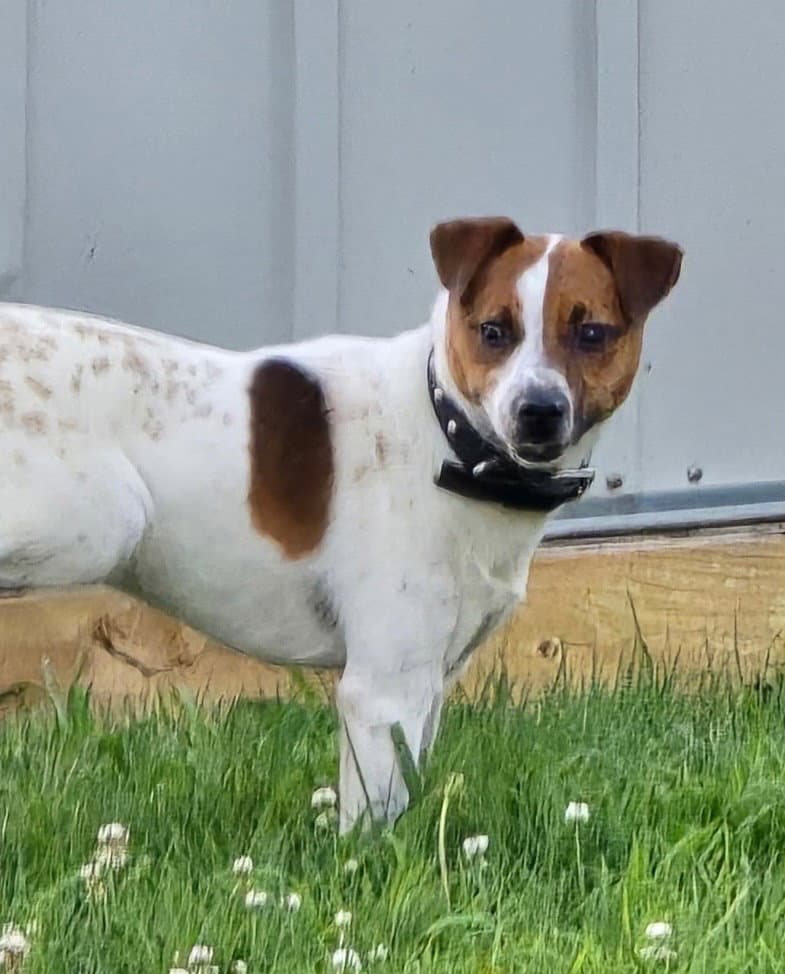 Scout - Jack Russell Terrier