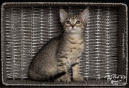 Franklin image 2