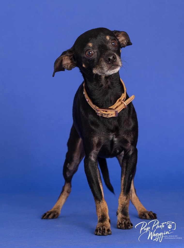 Little Bit - Chihuahua