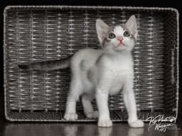 Mikey image 1