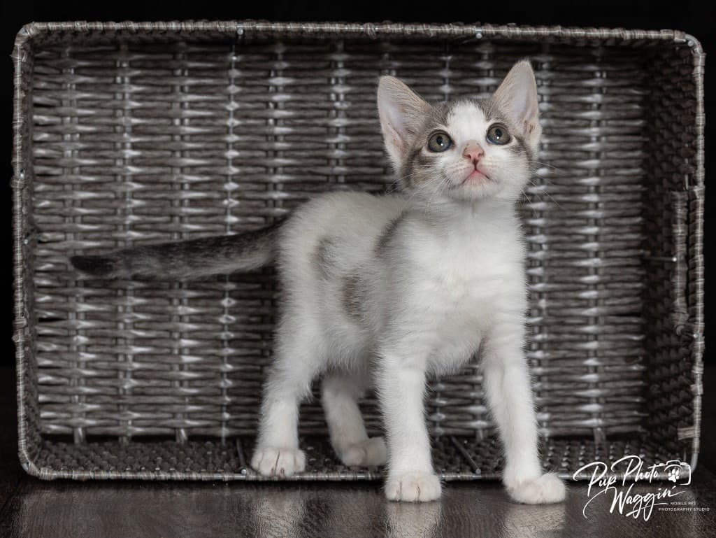 Mikey - Domestic Short Hair