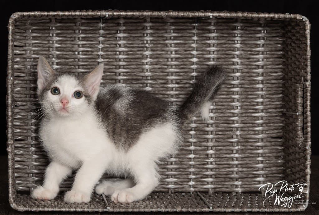 Trevor - Domestic Short Hair
