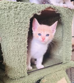 Alfie image 1
