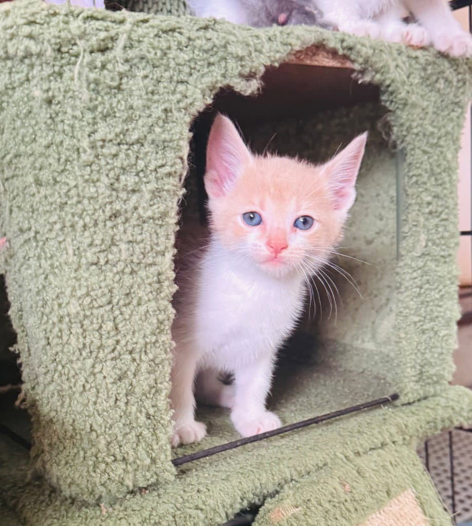 Alfie - Domestic Short Hair