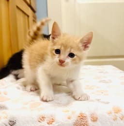 Alfie image 2