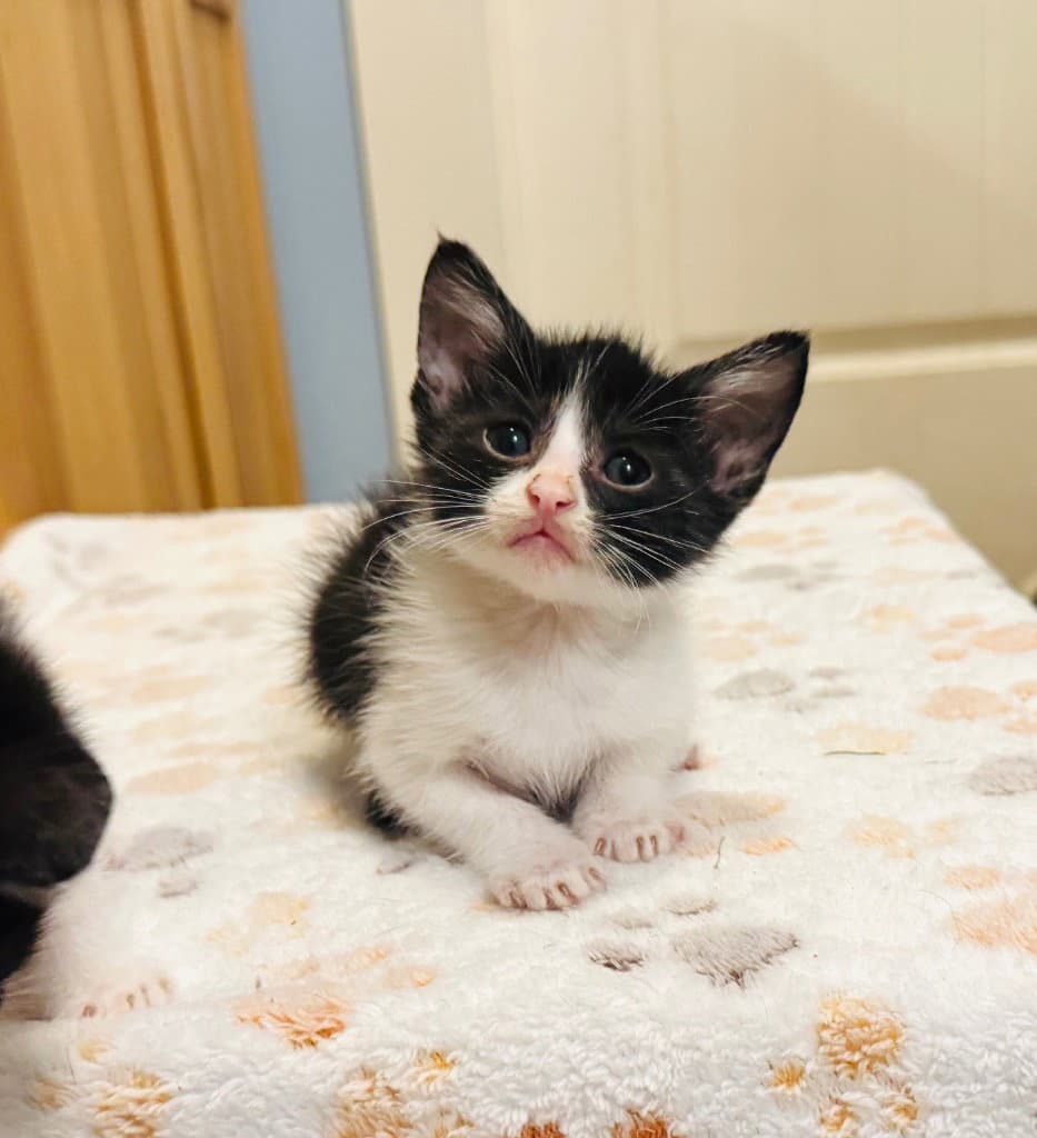 Freddie - Domestic Short Hair