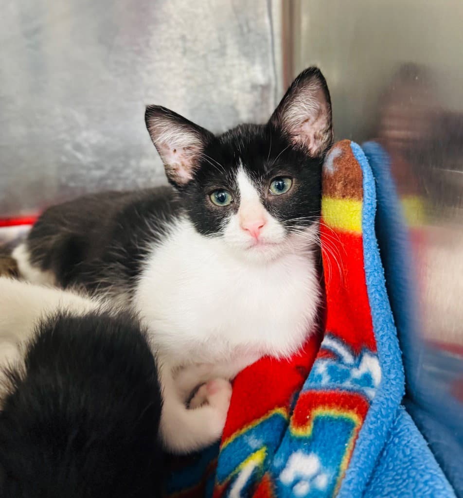 Freddie - Domestic Short Hair