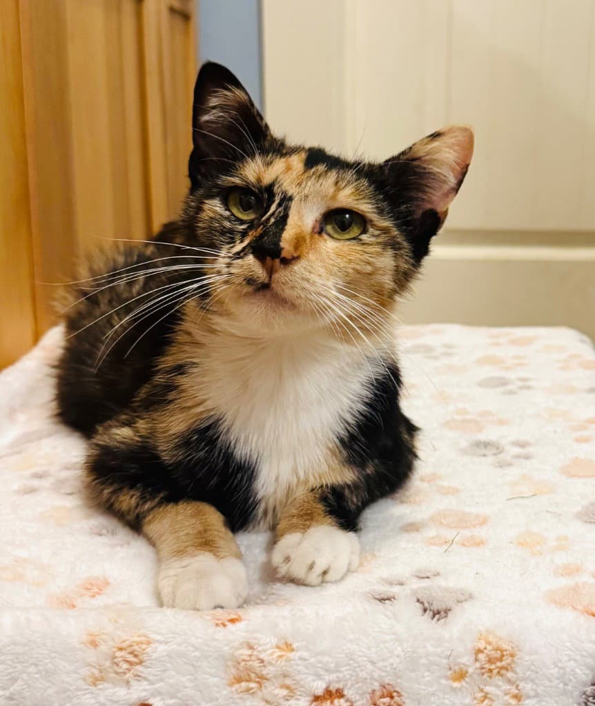 Polly - Domestic Short Hair
