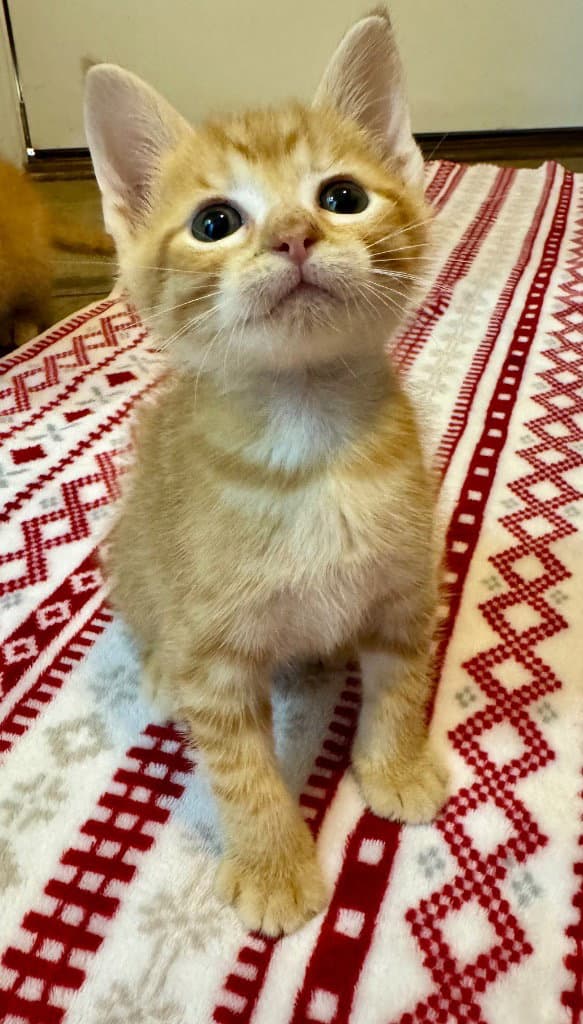 Chive - Domestic Short Hair