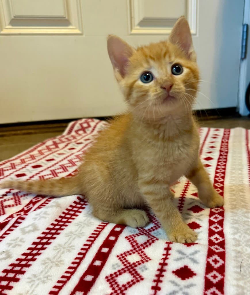 Crouton - Domestic Short Hair