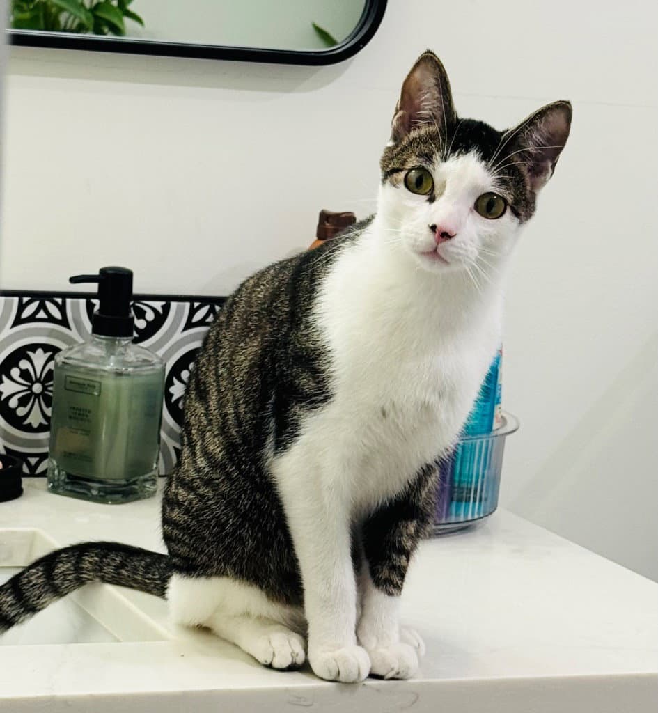 Floki - Domestic Short Hair