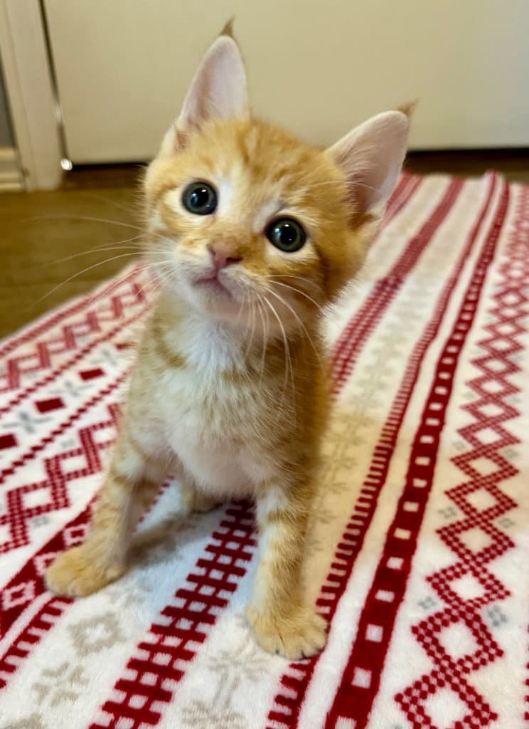 Olive - Domestic Short Hair