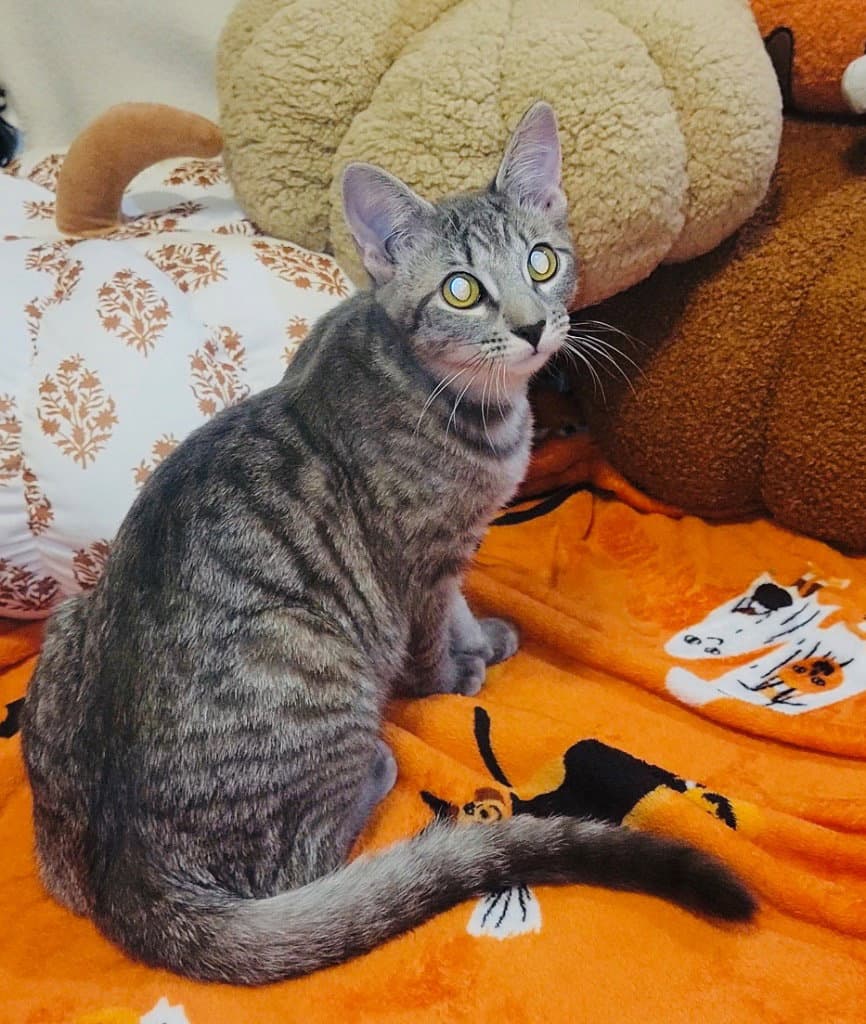 Tova - Domestic Short Hair