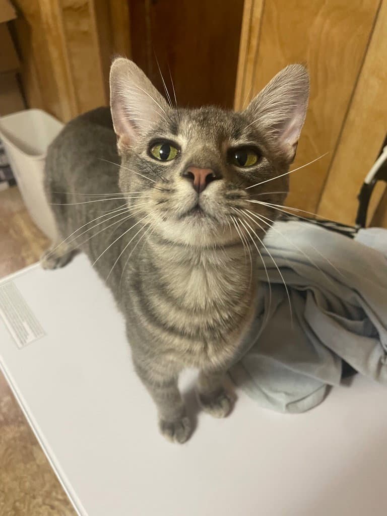 Theodore - Domestic Short Hair