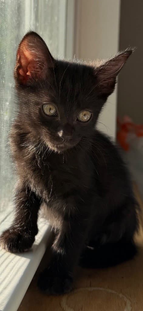Olivia - Domestic Short Hair