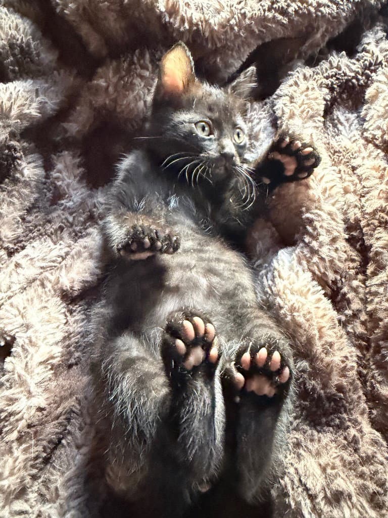 Tobie - Domestic Short Hair