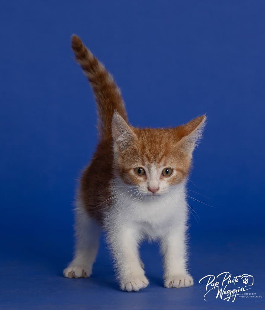 Willa Feral - Domestic Short Hair