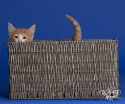Willa Feral image 2