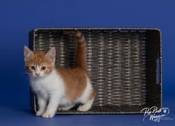Willa Feral image 3