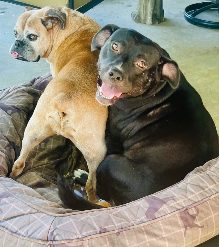 Patty - Labrador Retriever