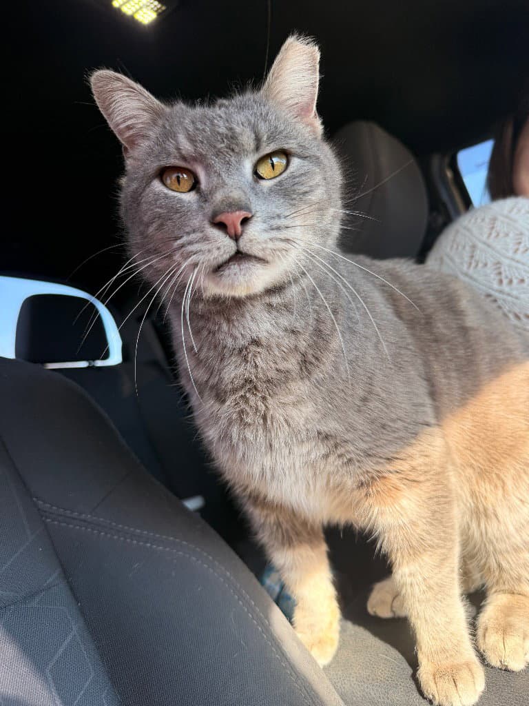 Doug - Domestic Short Hair