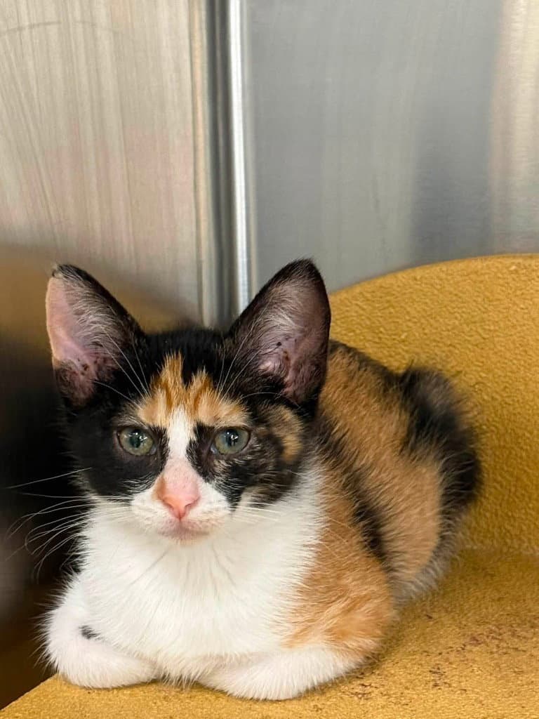 Esme - Domestic Short Hair