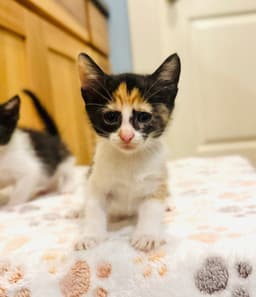Esme image 2