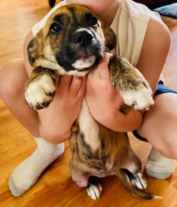 Frankie image 2