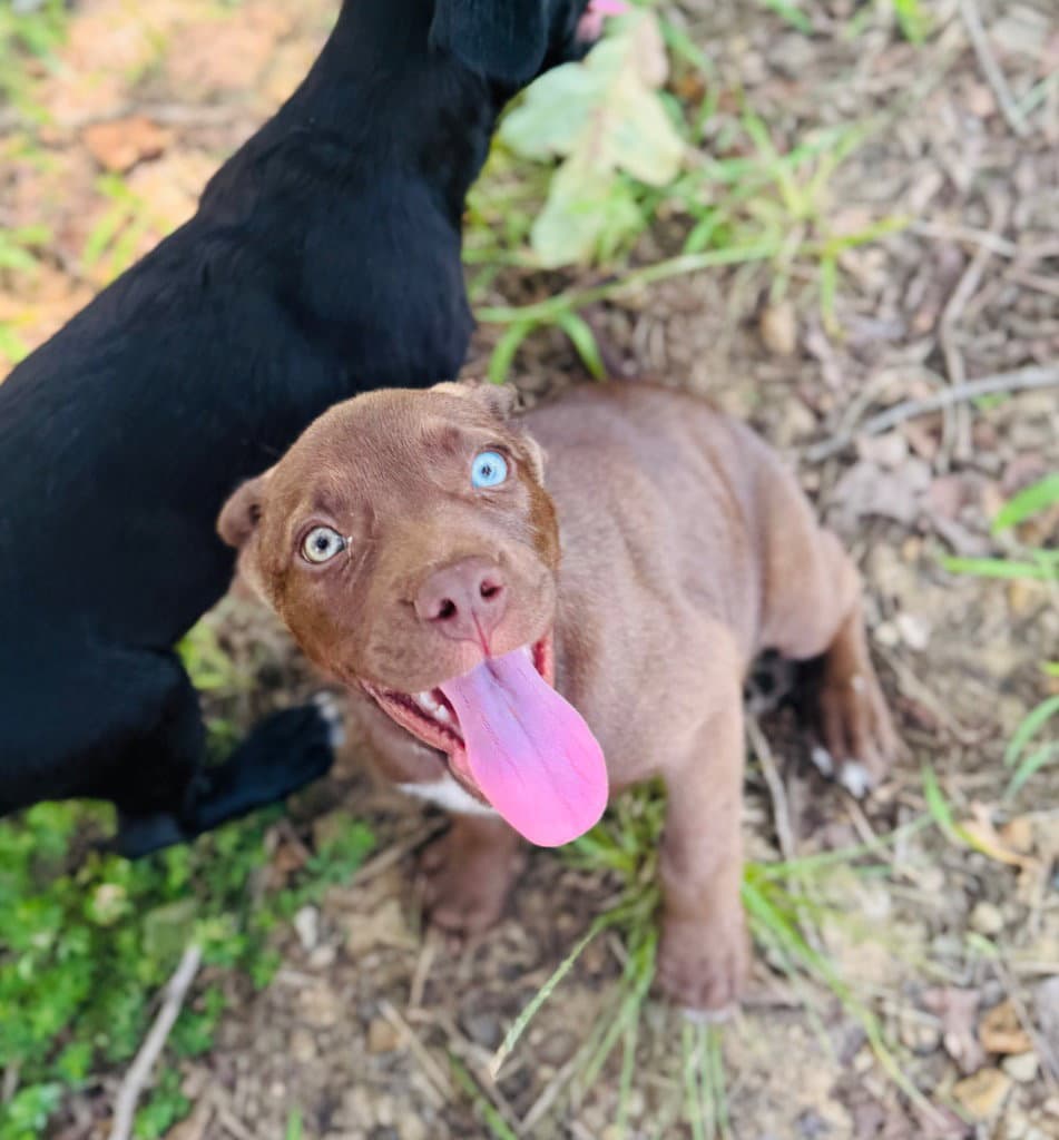 Aitana Bonmati - Labrador Retriever