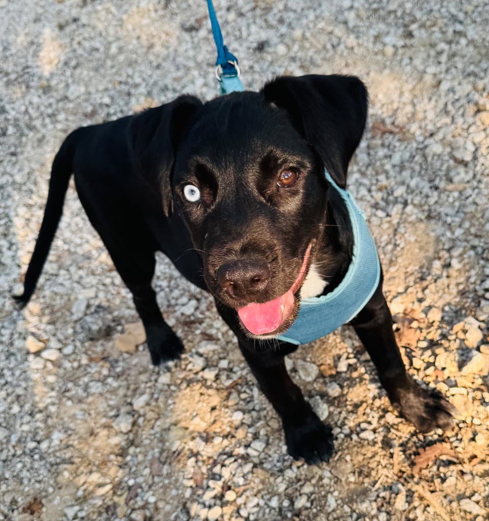 Erling Haaland - Labrador Retriever