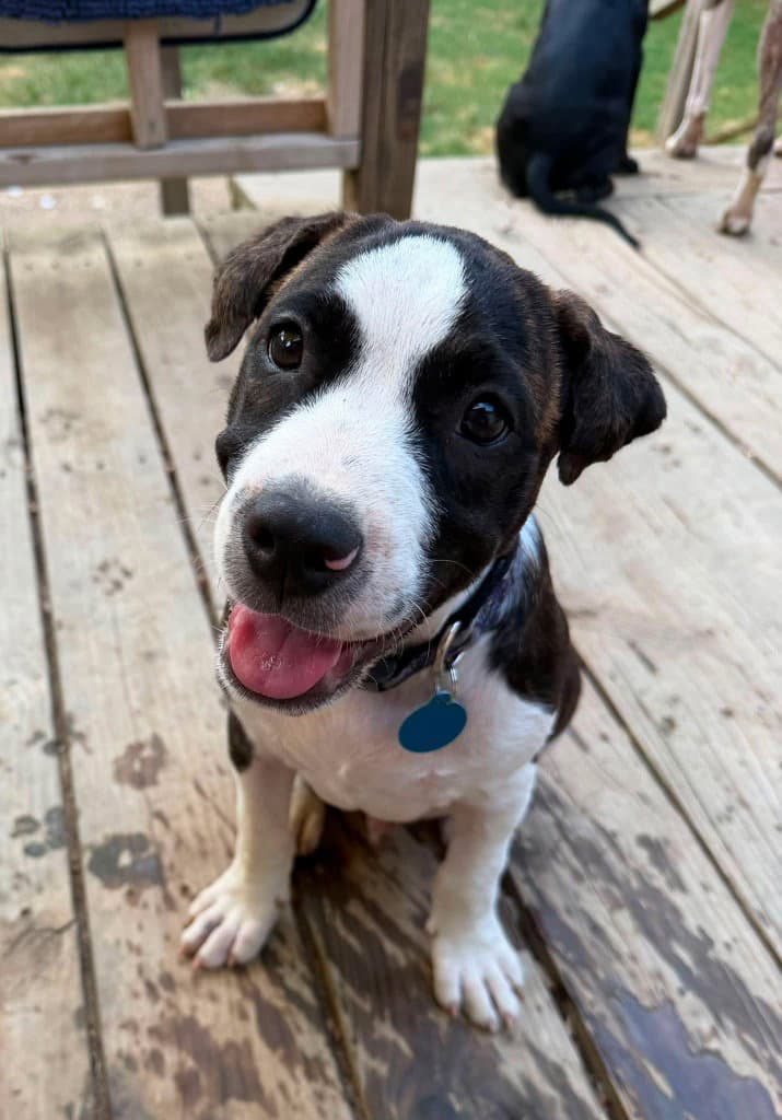 Lionel Messi - Labrador Retriever