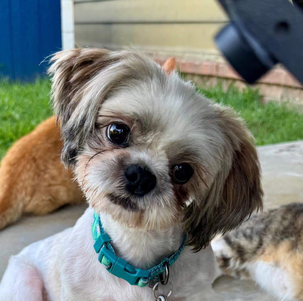 Stevie - Shih Tzu