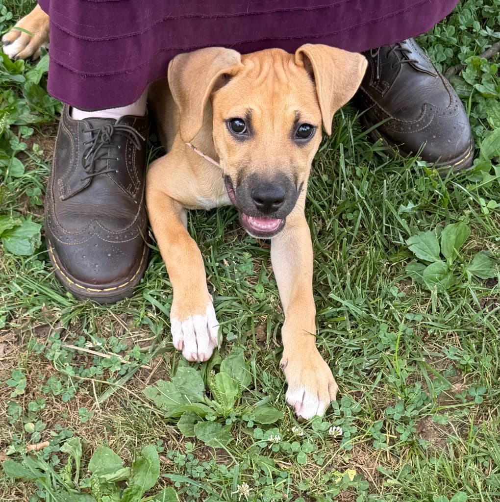 Ariel - Labrador Retriever